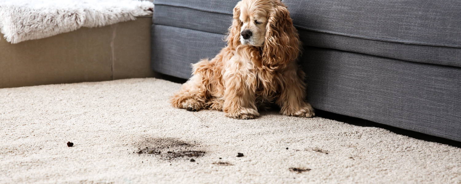 Carpet Cleaning Near Me St. Charles, IL